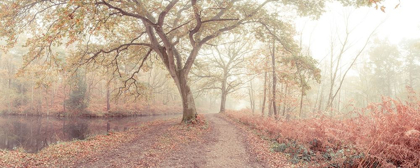 Picture of MISTY FOREST