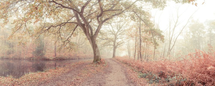 Picture of MISTY FOREST