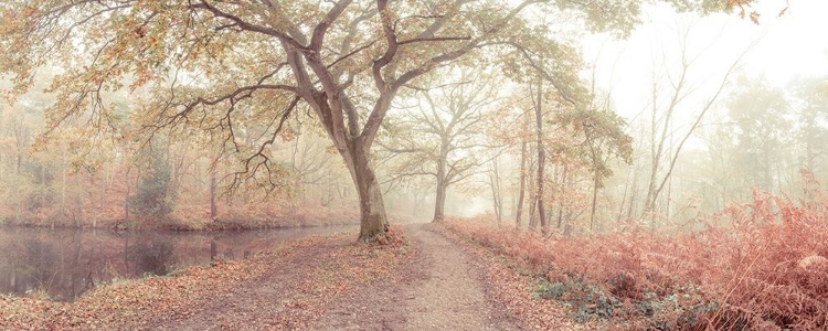 Picture of MISTY FOREST