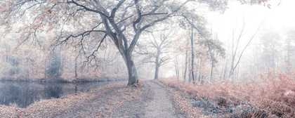 Picture of MISTY FOREST