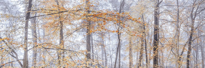 Picture of MISTY FOREST
