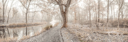 Picture of MISTY FOREST