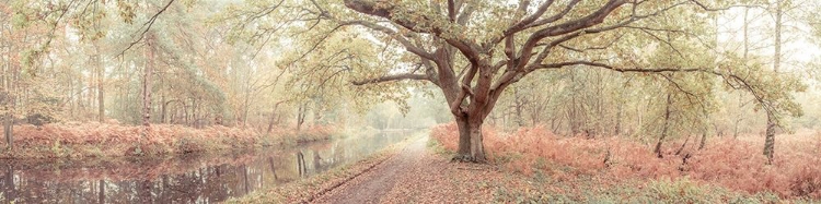 Picture of CANAL THROUGH FOREST