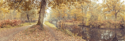 Picture of CANAL THROUGH FOREST