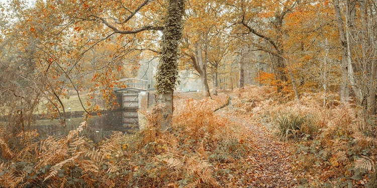 Picture of CANAL THROUGH FOREST