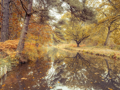 Picture of CANAL THROUGH FOREST