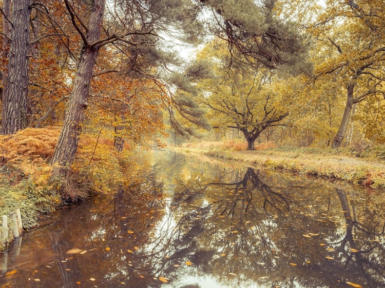 Picture of CANAL THROUGH FOREST