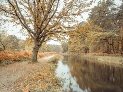 Picture of CANAL THROUGH FOREST