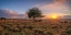 Picture of SINGLE TREE IN MEADOW