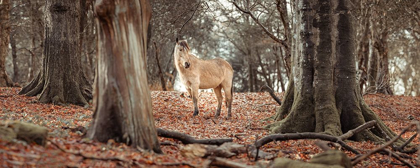 Picture of HORSE IN FOREST