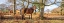 Picture of HORSE IN FOREST