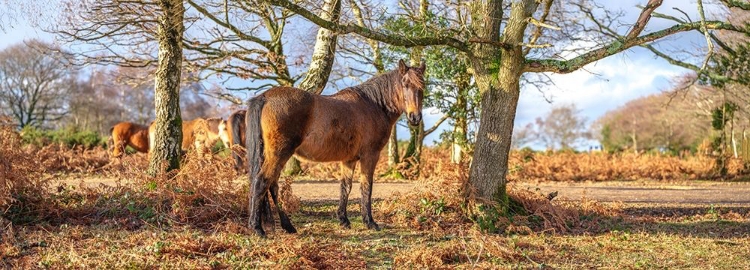 Picture of HORSE IN FOREST