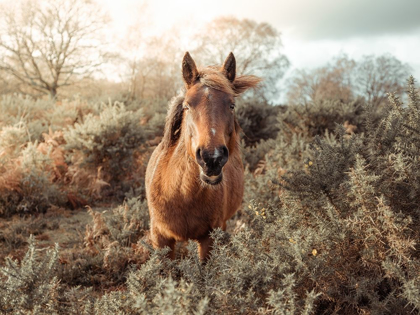 Picture of HORSE IN FOREST