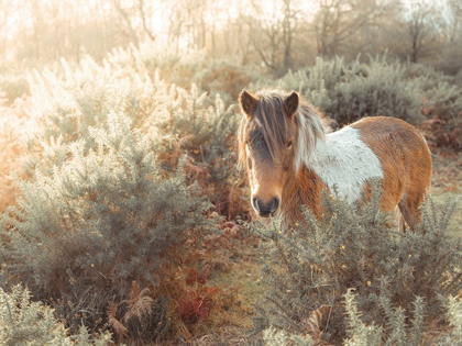 Picture of HORSE IN FOREST