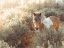 Picture of HORSE IN FOREST