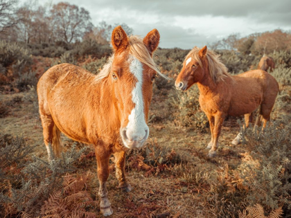 Picture of HORSES IN FOREST