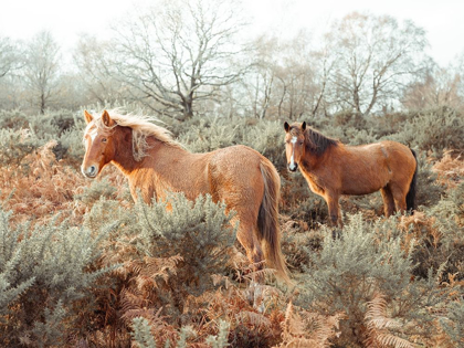 Picture of HORSES IN FOREST