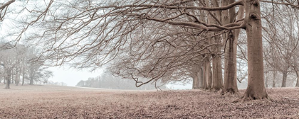 Picture of TREES IN A ROW