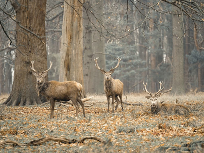Picture of STAGS IN THE FOREST