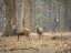 Picture of STAGS IN THE FOREST