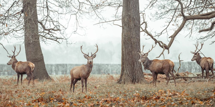 Picture of STAGS IN FOREST