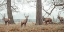 Picture of STAGS IN FOREST
