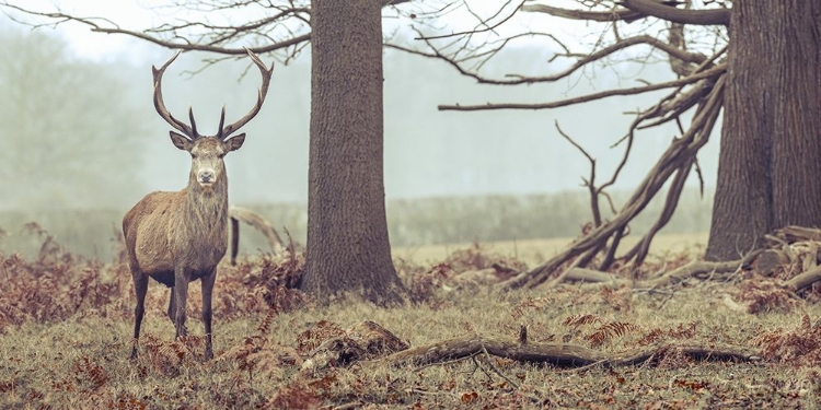 Picture of STAG IN FOREST