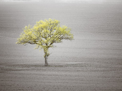 Picture of SINGLE TREE IN FOGGY GRASSFIELD