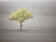 Picture of SINGLE TREE IN FOGGY GRASSFIELD