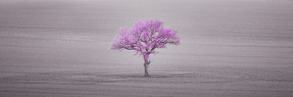 Picture of SINGLE TREE IN FOGGY FIELD