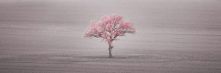 Picture of SINGLE TREE IN FOGGY FIELD