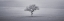 Picture of SINGLE TREE IN FOGGY GRASSFIELD