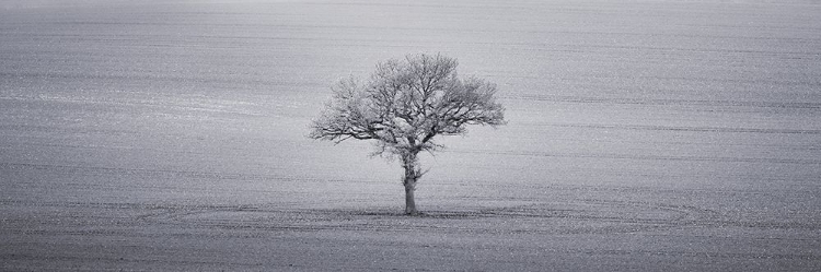 Picture of SINGLE TREE IN FOGGY GRASSFIELD