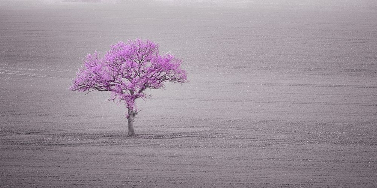 Picture of SINGLE TREE IN FOGGY GRASSFIELD