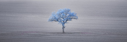 Picture of SINGLE TREE IN FOGGY GRASSFIELD