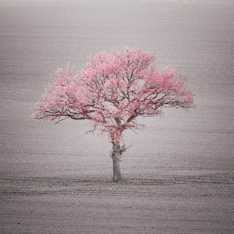 Picture of SINGLE TREE IN FOGGY GRASSFIELD