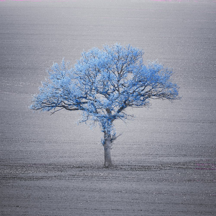 Picture of SINGLE TREE IN FOGGY GRASSFIELD