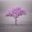 Picture of SINGLE TREE IN FOGGY GRASSFIELD
