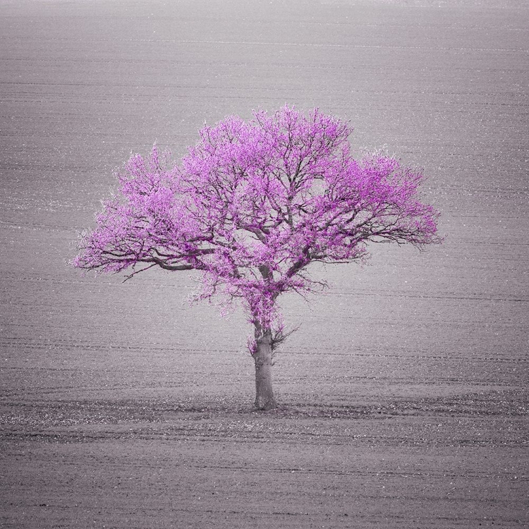 Picture of SINGLE TREE IN FOGGY GRASSFIELD