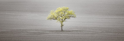 Picture of SINGLE TREE IN FOGGY FIELD