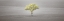 Picture of SINGLE TREE IN FOGGY FIELD