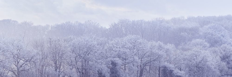 Picture of MISTY FOREST