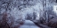 Picture of FROSTED ROAD THROUGH FOREST