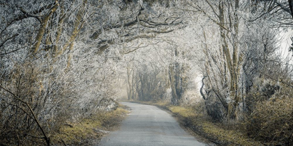 Picture of FROSTED ROAD THROUGH FOREST