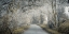 Picture of FROSTED ROAD THROUGH FOREST