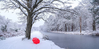 Picture of SNOW COVERED TREES BY A CANAL