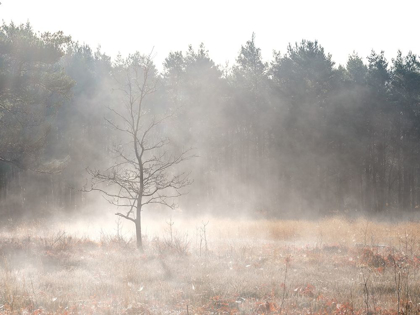 Picture of MISTY FOREST