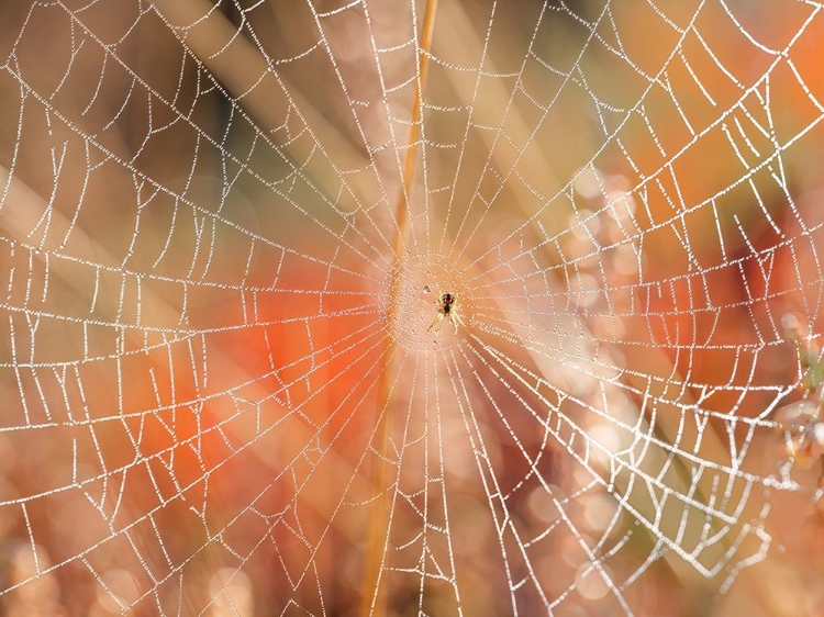 Picture of SPIDER WEB