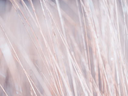 Picture of DRIED GRASS