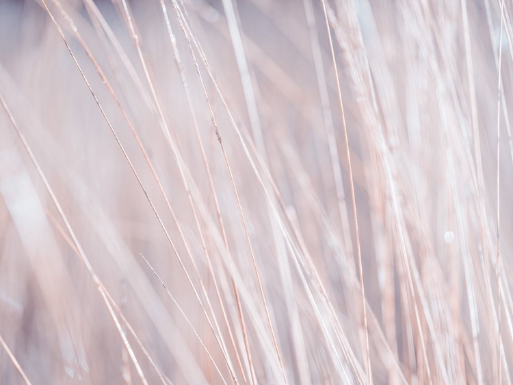 Picture of DRIED GRASS